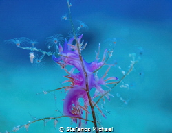 Flabellina affinis by Stefanos Michael 